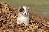 BERGER AUSTRALIEN PUPPIES 220